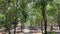 Nature walkway in forest at country Thailand