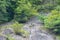 Nature wallpaper. Trees growing on rocks in the mountain.