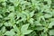 In nature, weeds grow Amaranthus retroflexus