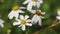 Nature white flowers bidens pilosa blooming in garden background and breeze