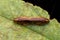 Nature wild forest cockroaches mating on green leaf