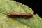 Nature wild forest cockroaches mating on green leaf