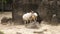 Nature wild life animal antelope Addax, native inhabitant of the Sahara Desert