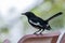 Nature wildlifd bird of Orintal Magpie-robin