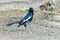Nature wildlifd bird of Orintal Magpie-robin