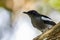 Nature wildlifd bird of Orintal Magpie-robin