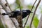 Nature wildlifd bird of Orintal Magpie-robin