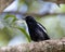 Nature wildlifd bird of Orintal Magpie-robin