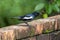 Nature wildlifd bird of Orintal Magpie-robin