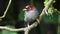 Nature wildlife bird of a Chestnut-hooded laughingthrush on perch at nature habits in Sabah, Borneo