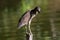 Nature wildlife bird of Rufous Night Heron (immature) in nature wetland at Sabah, Borneo