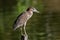 Nature wildlife bird of Rufous Night Heron (immature) in nature wetland at Sabah, Borneo