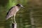 Nature wildlife bird of Rufous Night Heron (immature) in nature wetland at Sabah, Borneo