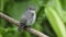 Nature wildlife bird species of Little Pied Flycatcher which is found in Borneo, Sabah,Malaysia