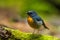 Nature wildlife bird species of Snowy browed flycatcher bird