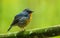 Nature wildlife bird species of Snowy browed flycatcher bird