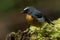 Nature wildlife bird species of Snowy browed flycatcher bird