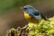 Nature wildlife bird species of Snowy browed flycatcher bird