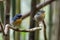 Nature wildlife bird species of Snowy browed flycatcher perch on branch which is found in Borneo