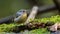 Nature wildlife bird species of Snowy browed flycatcher perch on branch which is found in Borneo