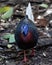 Nature wildlife of Bulwer's Pheasant rare endemic big bird of Sabah Borneo island