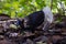 Nature wildlife of Bulwer's Pheasant rare endemic big bird of Sabah Borneo island