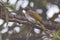 Nature wildlife of Cinereous Bulbul (Hemixos cinereus) perching on the branch