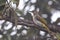 Nature wildlife of Cinereous Bulbul (Hemixos cinereus) perching on the branch