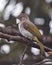 Nature wildlife of Cinereous Bulbul (Hemixos cinereus) perching on the branch