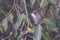 Nature wildlife of Cinereous Bulbul (Hemixos cinereus) perching on the branch