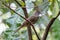 Nature wildlife of Cinereous Bulbul (Hemixos cinereus) perching on the branch