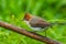 Nature wildlife endemic bird of borneo Chestnut Crested Yuhina