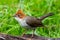 Nature wildlife endemic bird of borneo Chestnut Crested Yuhina on perch