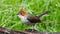 Nature wildlife endemic bird of borneo Chestnut Crested Yuhina on perch