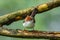 Nature wildlife endemic bird of borneo Chestnut Crested Yuhina on perch