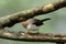 Nature wildlife endemic bird of borneo Chestnut Crested Yuhina on perch
