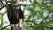 Nature wildlife footage of bird nest on Nature deep jungle
