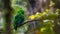 Nature wildlife image of Beautiful bird green broadbill perching on a branch. Whitehead's Broadbill bird endemic of Borneo