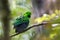 Nature wildlife image of Beautiful bird green broadbill perching on a branch. Whitehead's Broadbill bird endemic of Borneo