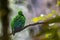 Nature wildlife image of Beautiful bird green broadbill perching on a branch. Whitehead's Broadbill bird endemic of Borneo