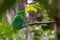 Nature wildlife image of Beautiful bird green broadbill perching on a branch. Whitehead's Broadbill bird endemic of Borneo