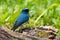 Nature wildlife image of beautiful bird rufous vented paradise flycatcher