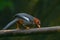 Nature wildlife image bird of a Chestnut-hooded laughingthrush