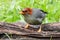 Nature wildlife image bird of a Chestnut-hooded laughingthrush on perch