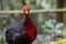 Nature wildlife image bird of crimson-headed partridge It is endemic to the island of Borneo