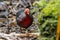 Nature wildlife image bird of crimson-headed partridge It is endemic to the island of Borneo