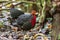 Nature wildlife image bird of crimson-headed partridge It is endemic to the island of Borneo