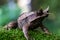 Nature wildlife image of The Bornean Horn Frog