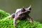 Nature wildlife image of The Bornean Horn Frog