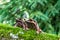 Nature wildlife image of The Bornean Horn Frog